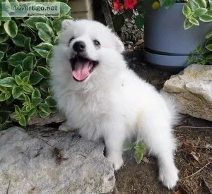 Friendly American Eskimo Dog Puppies.