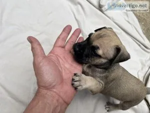 ULTIMATE PROTECTORS - ENGLISH MASTADOR PUPPIES