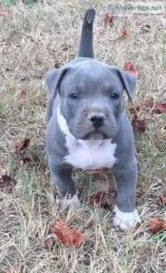 Active American Pit Bull Terrier puppies For Sale.