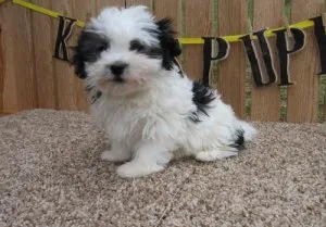 CKC Havanese Puppies