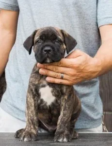 AKC Cane Corso Italiano Puppies For Sale