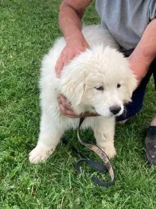Great Pyrenees Puppy