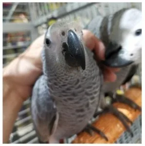 Super tame African grey set
