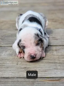NALC registered Catahoula s