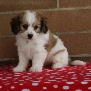 House Raised Cavachon Puppies For Sale.