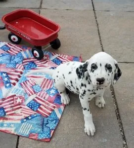 Healthy Dalmatian Puppies available