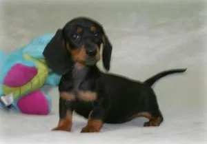 Super Adorable Dachshund Puppies Available Now.