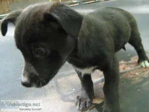 female peekapooshibachi mix