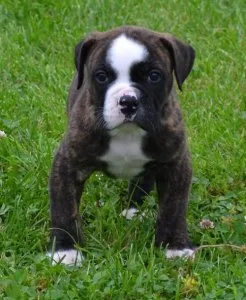 Well socialized American Bulldog Puppies.