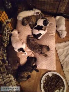 Pitbull pups beautiful colors and personalitys