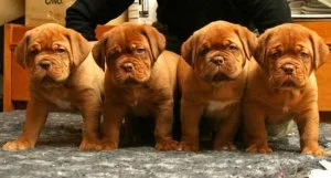 Healthy Dogue De Bordeaux Puppies.