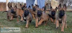 Lovely Belgian Malinois Puppies For Sale.
