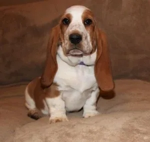 Healthy Basset Hound Puppies For Sale.
