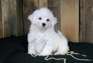 Home Raised Bichon Frise Puppies For Sale.