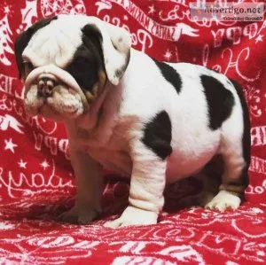 Gorgeous English Bulldog puppies available Gorgeous English