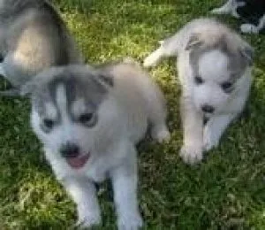 appearance makes Huskies