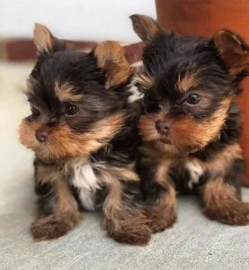 CUTE TEACUP YORKIE PUPPIES