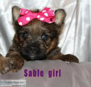 CHOCOLATE  AND TRADITIONAL YORKIE PUPPIES  FOR SALE
