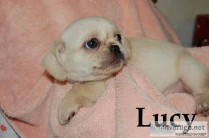 Pug Pekingese Puppies