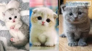 We Offer Quality Kittens