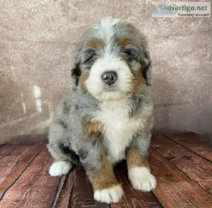 Bernedoodle puppies ready to go