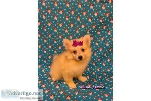 CKC Female Pomimo Puppies