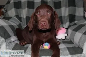 Labrador retrievers AKC registered