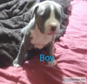 American Staffordshire Pit Bull pups
