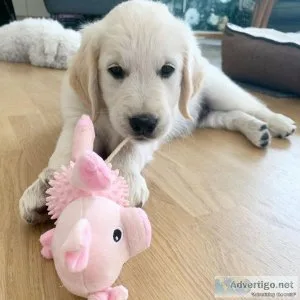 Golden retriever doxen last one