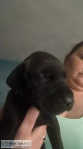 Daniff Puppies