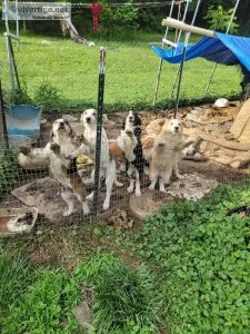 Sweet and playful pups