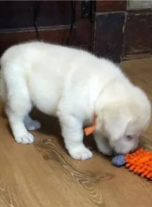 Quality Labrador Puppiesx