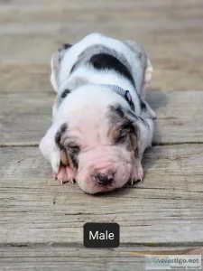 NALC registered Catahoula s