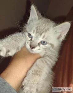 Siamese Kittens