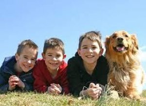 The Dog Training Clinic LLC