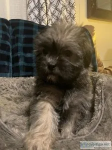 Shortie puppies