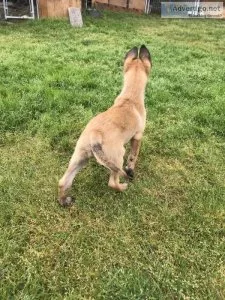Belgium Malinois