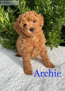 Stunning Toy poodle puppies available