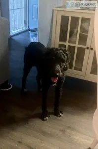 Goldendoodle black male