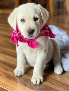 Chocolate labrador boys girls young-litters
