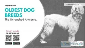 Oldest Dog Breeds The Untouched Ancients
