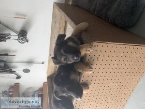 German Shepherd Puppies
