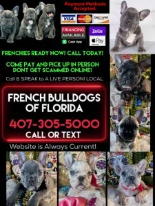 French Bulldog Puppies for Sale Tampa