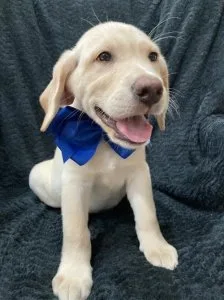 Labrador Retriever Puppies