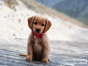 Learn The Secrets To Making Your Dogs Behavior Problems Disappea