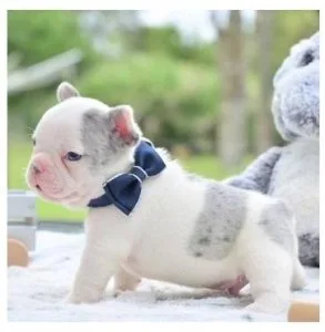 purebred Solid French Bulldog puppies 10 wks