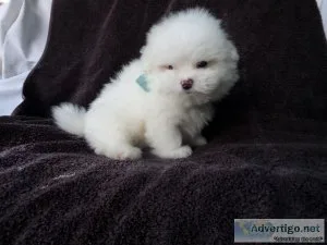 PomShi Puppies