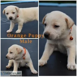 German ShepherdBorder Collie and Great Pyrenees mix