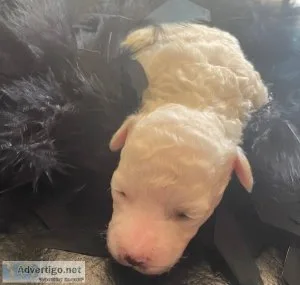 Black Male (Tornado) - APRI Registered Bichon Frise