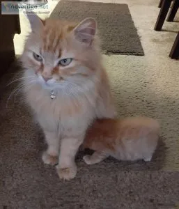 REHOME - Duo Tabby Cat and Her Kitten (Charlotte)